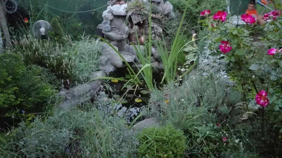 Veselata Guest House ドルナ・バニャ エクステリア 写真