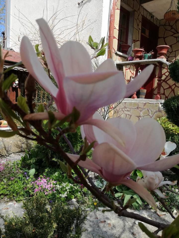 Veselata Guest House ドルナ・バニャ エクステリア 写真